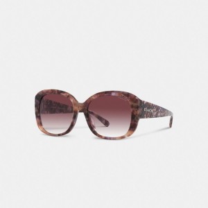 Coach Signature Oversized Square Sunglasses Purple Tortoise | COH866382